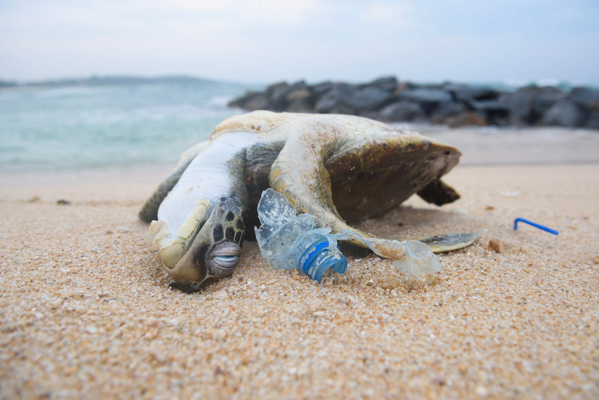 Plastic, oh how I loathe you. Its impact & why we avoid it