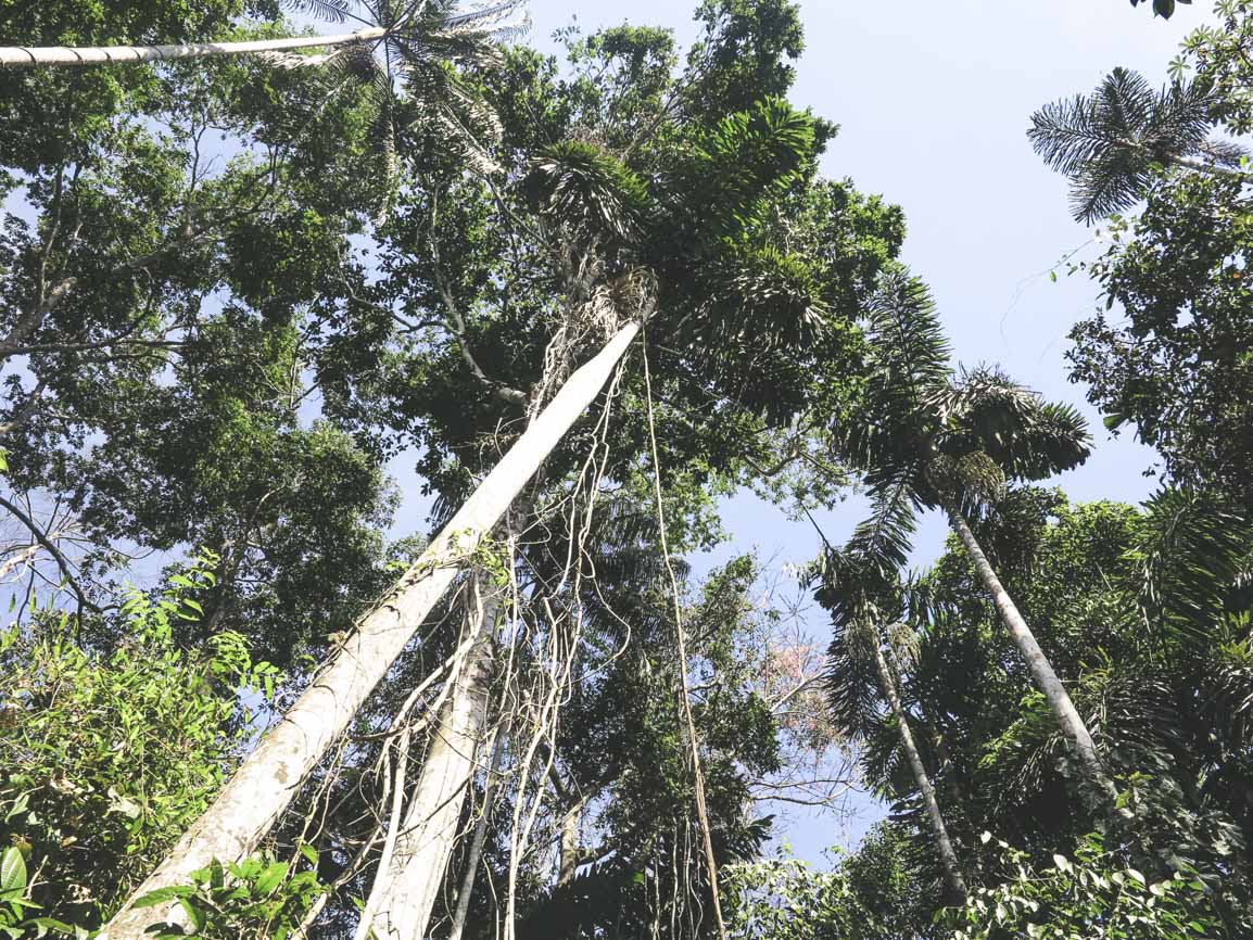 “Deforestation is the modern-day plague”